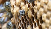 Honey bee emerging from its cell