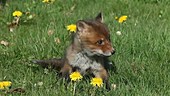 Red fox pup amongst flowers