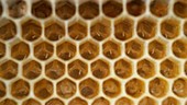 Honeycomb cells with larvae and eggs