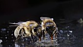 Bees licking honey