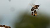 Bees colliding in flight