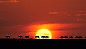 Wildebeest silhouettes, Masai Mara