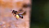 Honey bee in flight, high-speed