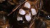 Wax glands of a honey bee