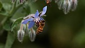 Honey bee pollinating borage flower