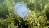 Juvenile barrel jellyfish filmed underwater