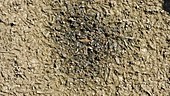 Aquatic insects trapped in drying pool