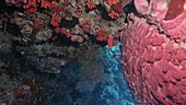 Coral reef wall