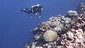 Diver in coral reef