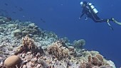 Diver in coral reef