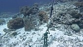 Anchor chain on seabed