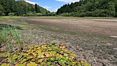 Lake in drought