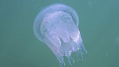 Juvenile barrel jellyfish filmed underwater