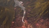 Small-spotted catshark swimming underwater