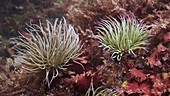 Snakelocks anemone on rocky reef filmed underwater