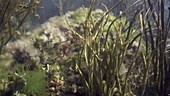 Algae covered reef filmed underwater