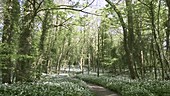 Wild garlic in spring woodland