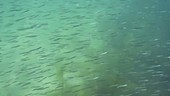 Shoal of sandeel filmed underwater