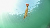 Common prawn filmed underwater