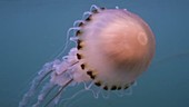 Compass jellyfish filmed underwater