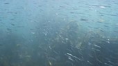 Shoal of gadoid juvenile fish filmed underwater