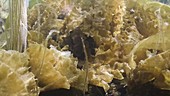 Mixed brown seaweeds filmed underwater