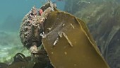 Female spider crab filmed underwater
