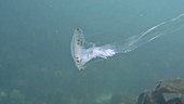 Juvenile compass jellyfish filmed swimming underwater