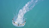 Compass jellyfish filmed swimming underwater