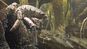 Female spider crab filmed underwater