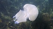 Barrel jellyfish filmed underwater