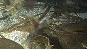 Greater pipefish filmed underwater on a kelp reef