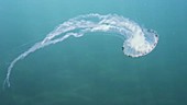 Compass jellyfish filmed swimming underwater