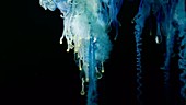 Portuguese man o war tentacles