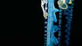 Portuguese man o war tentacles