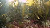 Female spider crabs filmed underwater