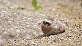 Flatfish buried in sand filmed at night