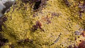 Yellow sponge filmed underwater
