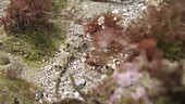 Dragonet fish filmed underwater