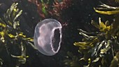 Moon jellyfish filmed in slow motion underwater