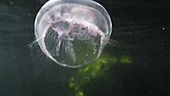 Moon jellyfish filmed in slow motion underwater