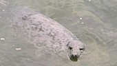 Female Atlantic grey seal swimming