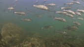 School of European bass swimming over serrated wrack covered