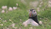 Atlantic puffin flapping wings and head shaking on Skomer Is