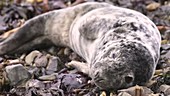 Sick Atlantic grey seal pup hauled out on beach