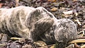 Sick Atlantic grey seal pup hauled out on beach