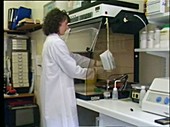 Scientist testing DNA samples