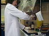 Scientist testing DNA samples