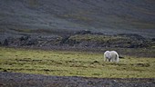 Polar bear sitting down, Arctic
