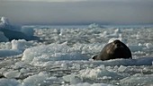 Seal on sea ice, Arctic